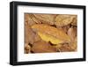 Saturniid moth (Eacles ormondei), female camouflaged in leaf litter. Izabal, Guatemala.-Robert Thompson-Framed Photographic Print