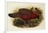 Satyr Tragopan (Ceriornis Satyra) Henry Constantine Richter (1821-1902)-Henry Constantine Richter-Framed Giclee Print