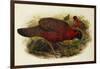 Satyr Tragopan (Ceriornis Satyra) Henry Constantine Richter (1821-1902)-Henry Constantine Richter-Framed Giclee Print