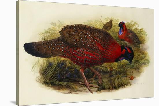 Satyr Tragopan (Ceriornis Satyra) Henry Constantine Richter (1821-1902)-Henry Constantine Richter-Stretched Canvas