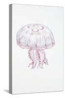 Saucer Jelly (Aurelia Aurita)-null-Stretched Canvas