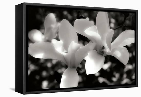 Saucer Magnolia I-Alan Hausenflock-Framed Stretched Canvas