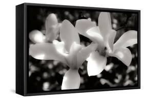 Saucer Magnolia I-Alan Hausenflock-Framed Stretched Canvas