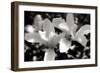 Saucer Magnolia I-Alan Hausenflock-Framed Photographic Print