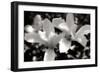 Saucer Magnolia I-Alan Hausenflock-Framed Photographic Print