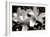 Saucer Magnolia I-Alan Hausenflock-Framed Photographic Print