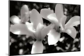 Saucer Magnolia I-Alan Hausenflock-Mounted Photographic Print