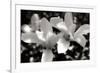 Saucer Magnolia I-Alan Hausenflock-Framed Photographic Print