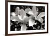 Saucer Magnolia I-Alan Hausenflock-Framed Photographic Print