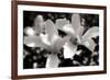 Saucer Magnolia I-Alan Hausenflock-Framed Photographic Print