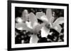 Saucer Magnolia I-Alan Hausenflock-Framed Photographic Print