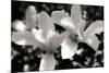 Saucer Magnolia I-Alan Hausenflock-Mounted Photographic Print