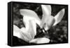 Saucer Magnolia II-Alan Hausenflock-Framed Stretched Canvas