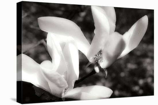 Saucer Magnolia II-Alan Hausenflock-Stretched Canvas