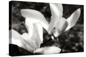 Saucer Magnolia II-Alan Hausenflock-Stretched Canvas