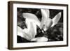 Saucer Magnolia II-Alan Hausenflock-Framed Photographic Print