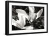 Saucer Magnolia II-Alan Hausenflock-Framed Photographic Print