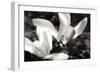 Saucer Magnolia II-Alan Hausenflock-Framed Photographic Print