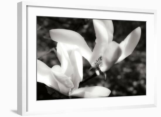 Saucer Magnolia II-Alan Hausenflock-Framed Photographic Print