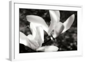 Saucer Magnolia II-Alan Hausenflock-Framed Photographic Print