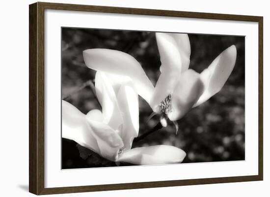 Saucer Magnolia II-Alan Hausenflock-Framed Photographic Print