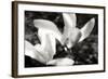 Saucer Magnolia II-Alan Hausenflock-Framed Photographic Print