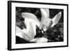 Saucer Magnolia II-Alan Hausenflock-Framed Photographic Print