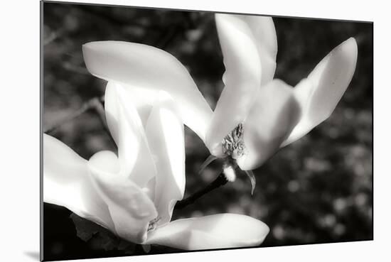 Saucer Magnolia II-Alan Hausenflock-Mounted Photographic Print