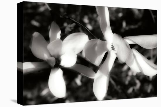 Saucer Magnolia III-Alan Hausenflock-Stretched Canvas