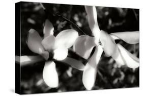 Saucer Magnolia III-Alan Hausenflock-Stretched Canvas