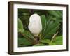Saucer Magnolia-Adam Jones-Framed Premium Photographic Print