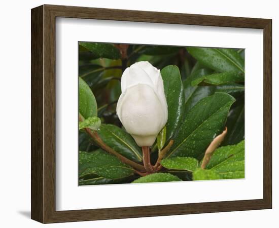 Saucer Magnolia-Adam Jones-Framed Photographic Print