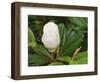 Saucer Magnolia-Adam Jones-Framed Photographic Print