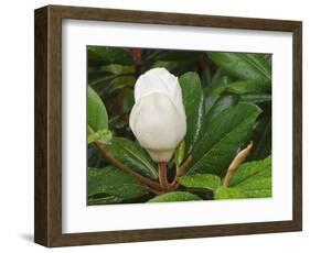 Saucer Magnolia-Adam Jones-Framed Photographic Print