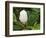 Saucer Magnolia-Adam Jones-Framed Photographic Print