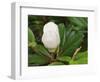 Saucer Magnolia-Adam Jones-Framed Photographic Print