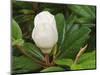 Saucer Magnolia-Adam Jones-Mounted Photographic Print