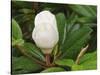 Saucer Magnolia-Adam Jones-Stretched Canvas