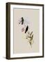 Saucerotte's Erythronote, Erythronota Saucerottei-John Gould-Framed Giclee Print