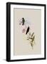 Saucerotte's Erythronote, Erythronota Saucerottei-John Gould-Framed Giclee Print