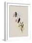 Saucerotte's Erythronote, Erythronota Saucerottei-John Gould-Framed Giclee Print