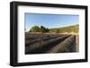 Sault, Provence, France-Sergio Pitamitz-Framed Photographic Print