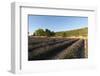 Sault, Provence, France-Sergio Pitamitz-Framed Photographic Print