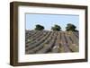 Sault, Provence, France-Sergio Pitamitz-Framed Photographic Print