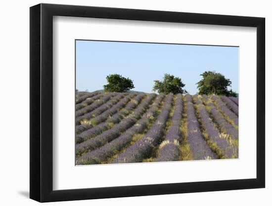 Sault, Provence, France-Sergio Pitamitz-Framed Photographic Print