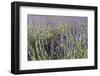 Sault, Provence, France-Sergio Pitamitz-Framed Photographic Print