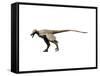 Saurornitholestes Dinosaur-null-Framed Stretched Canvas