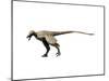 Saurornitholestes Dinosaur-null-Mounted Art Print