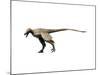 Saurornitholestes Dinosaur-null-Mounted Art Print