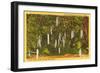 Sausage Tree, Vero Beach, Florida-null-Framed Art Print